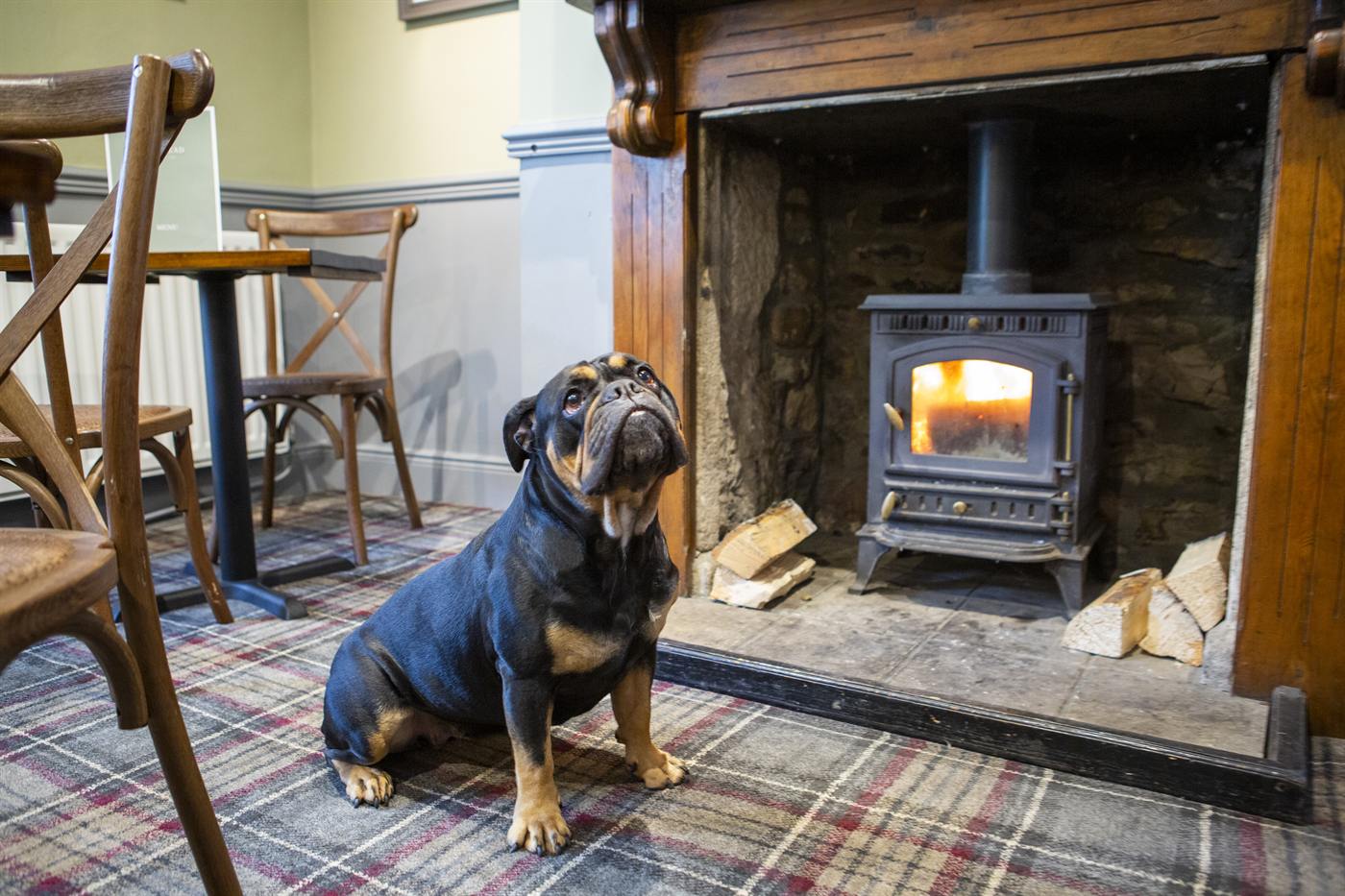 A bulldog sitting beside the wood-burning stove