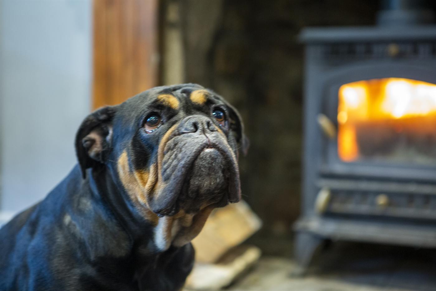 Close-up of a bulldog in front of the glowing wood burner