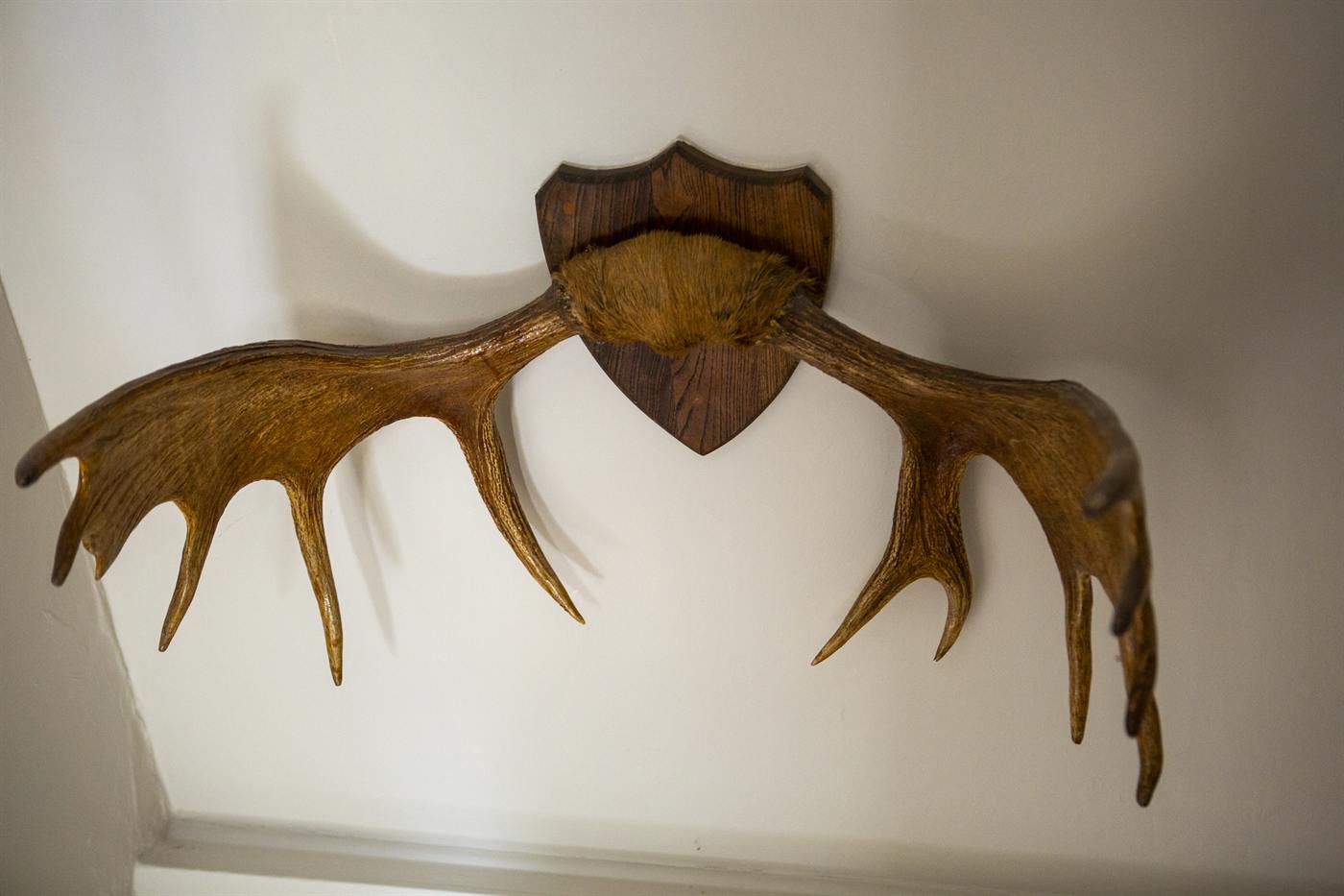 A pair of antlers mounted on the wall